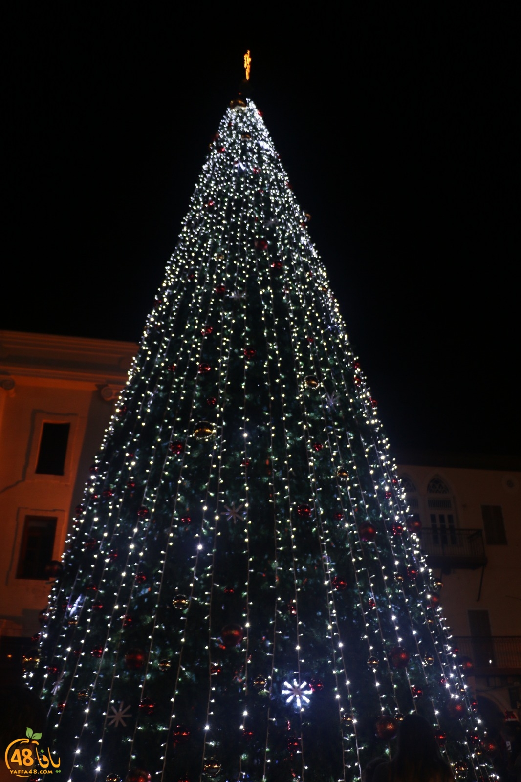 tree yaffa 5th (13).jpg